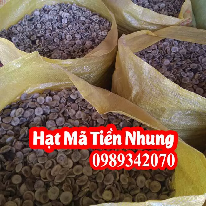 Tác Dụng Của Hạt Mã Tiền Và Mua Hạt Mã Tiền Ở Đâu
