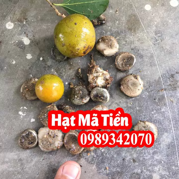 Tác Dụng Của Hạt Mã Tiền Và Mua Hạt Mã Tiền Ở Đâu