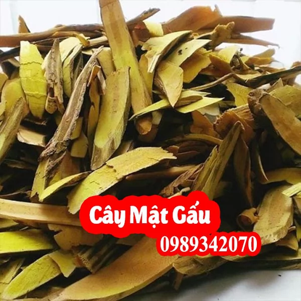 Tác Dụng Của Cây Mật Gấu Và Mua Cây Mật Gấu Ở Đâu