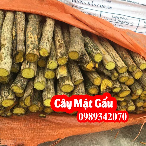 Tác Dụng Của Cây Mật Gấu Và Mua Cây Mật Gấu Ở Đâu