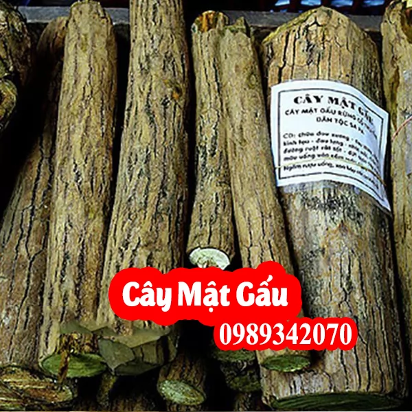 Tác Dụng Của Cây Mật Gấu Và Mua Cây Mật Gấu Ở Đâu