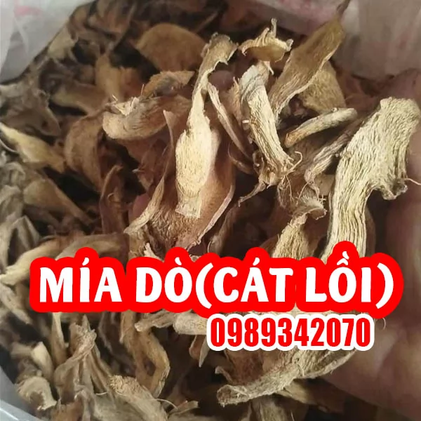 Công Dụng Của Cây Mía Dò Và Hướng Dẫn Cách Sử Dụng