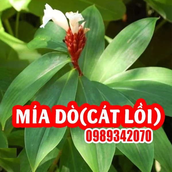 Công Dụng Của Cây Mía Dò Và Hướng Dẫn Cách Sử Dụng