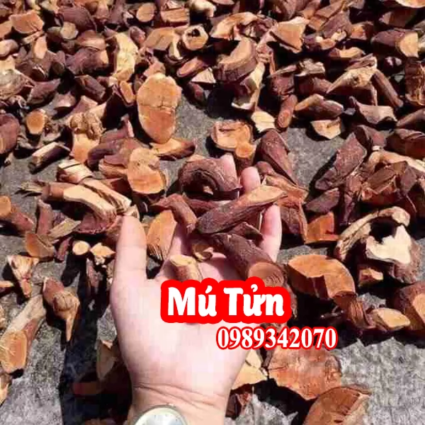 Tác Dụng Của Cây Mú Tửng Và Mua Rễ Mú Tửng Ơ Đâu Tốt