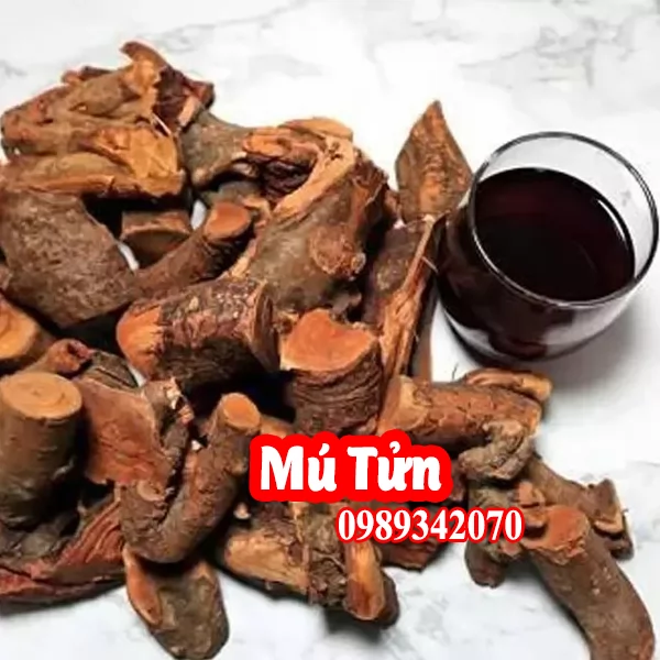 Tác Dụng Của Cây Mú Tửng Và Mua Rễ Mú Tửng Ơ Đâu Tốt