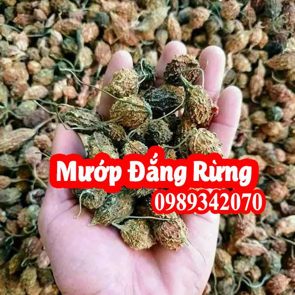 Quả Mướp Đắng Rừng Và Công Dụng Là Gi