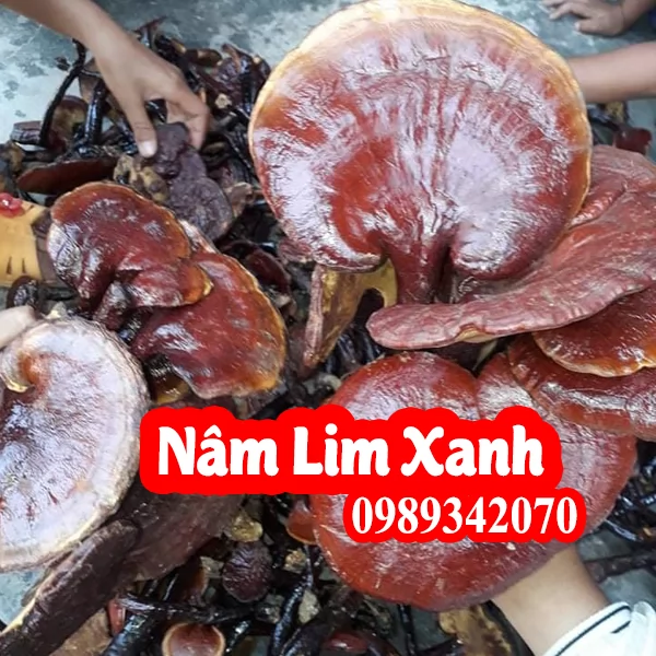 Nấm lim xanh tự nhiên 100%, không phải nấm trồng