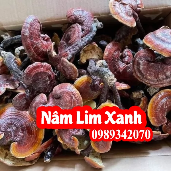 Nấm lim xanh tự nhiên 100%, không phải nấm trồng