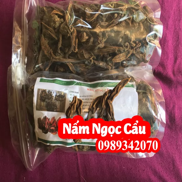 Công Dụng Của Nấm Ngọc Cẩu Và Địa Chỉ Bán Uy Tín