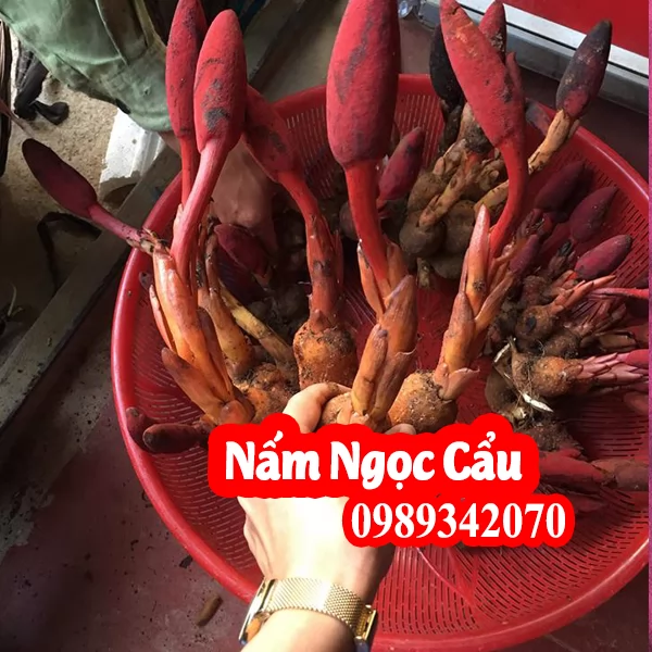 Công Dụng Của Nấm Ngọc Cẩu Và Địa Chỉ Bán Uy Tín