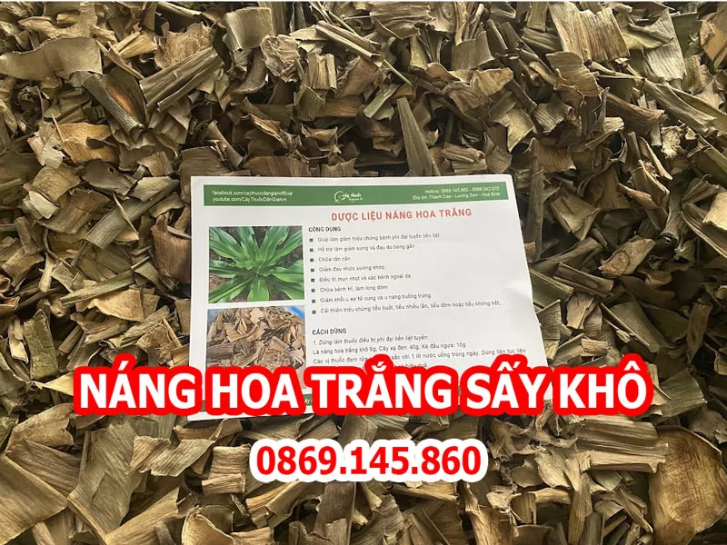 Công Dụng Của Náng Hoa Trắng Và Mua Náng Hoa Trắng Ở Đâu