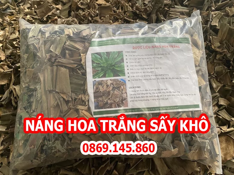 Công Dụng Của Náng Hoa Trắng Và Mua Náng Hoa Trắng Ở Đâu