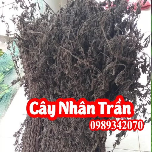 Cây Nhân trần (cây bồ bồ) điều trị vàng da, viêm gan