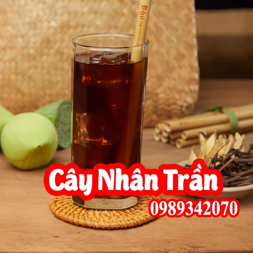 Cây Nhân trần (cây bồ bồ) điều trị vàng da, viêm gan