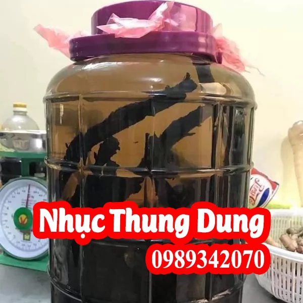 Nhục thung dung Tráng dương, bổ thận CỰC MẠNH