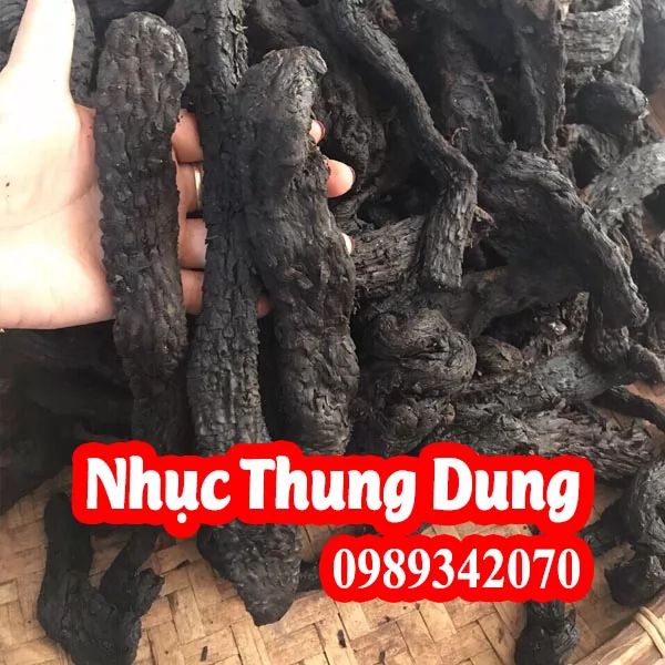 Nhục thung dung Tráng dương, bổ thận CỰC MẠNH