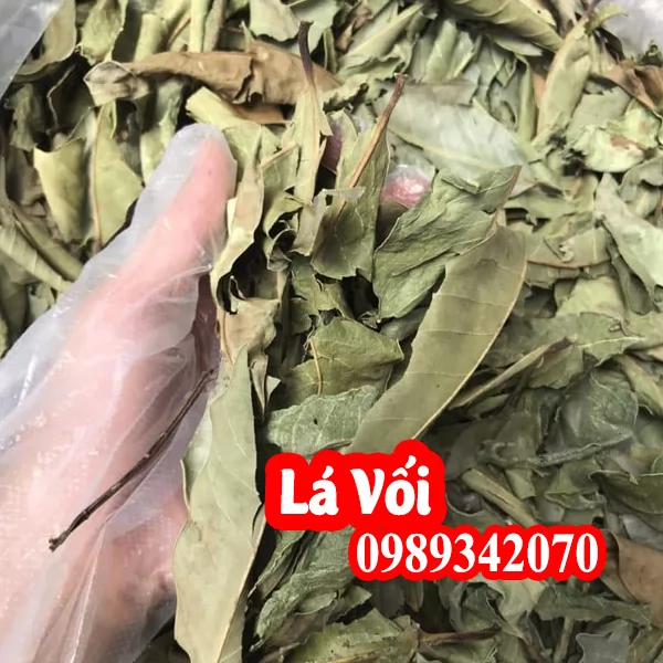 Nụ vối, lá vối hỗ trợ điều trị bệnh đường ruột và kích thích tiêu hóa