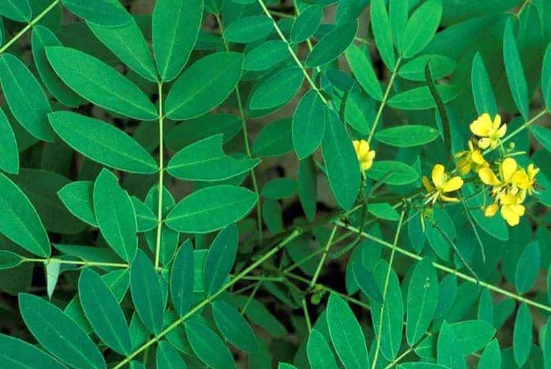 phan tả diệp