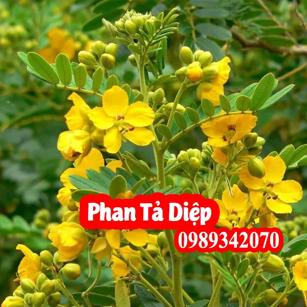 Công Dụng Của Phan Tả Diệp Là Gì  Và Hướng Dẫn Cách Sử Dụng 