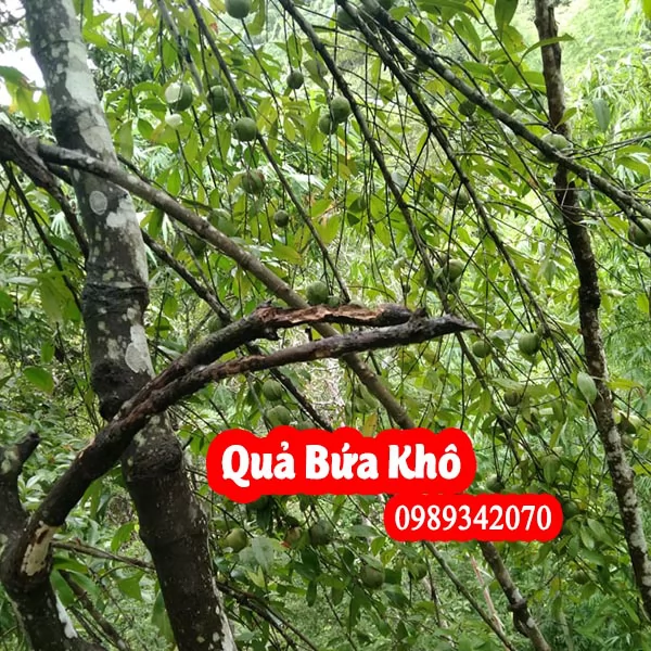 Quả bứa giúp hỗ trợ giảm béo hiệu quả và mua quả bứa ở đâu