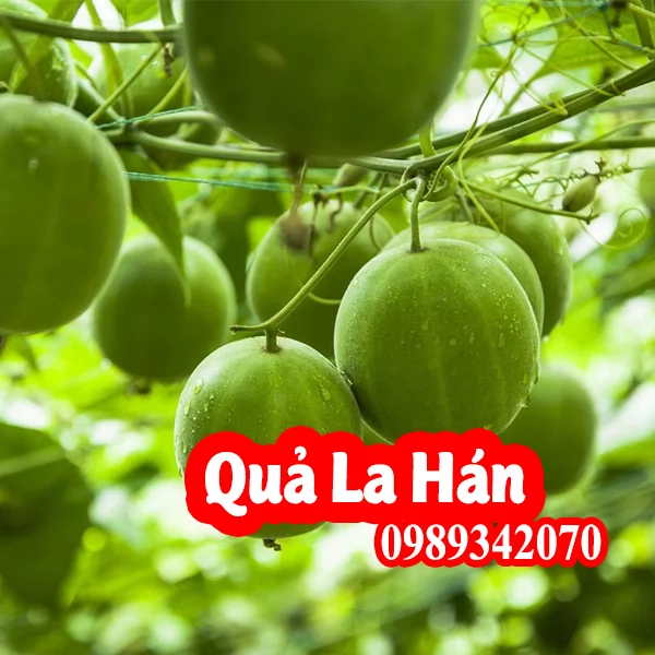 Quả La Hán mua ở đâu và bao nhiêu tiền