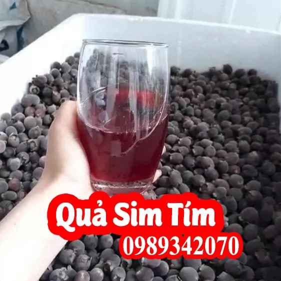 Hướng Dấn Sử Dụng Quả Sim Tím Và Cách Dùng