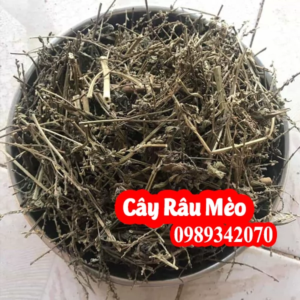 Cây râu mèo hỗ trợ điều trị bệnh Sỏi thận