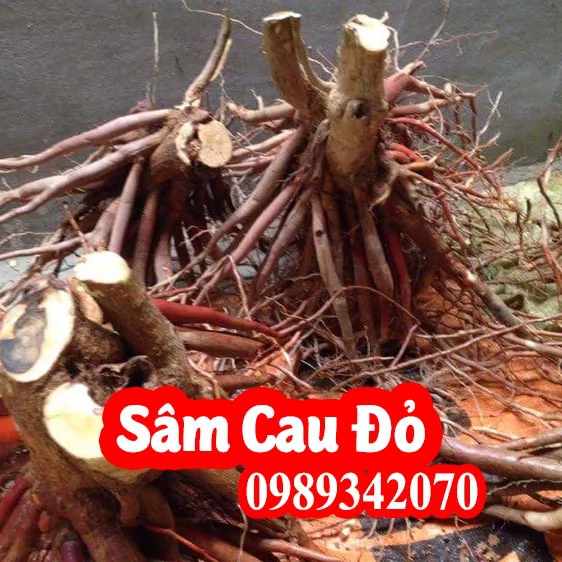 Sâm cau Tây Bắc chất lượng! Mua sâm câu ở đâu tốt nhất