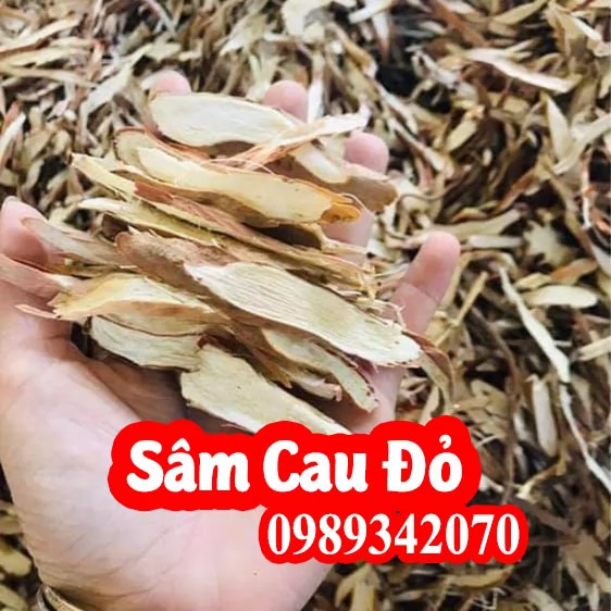 Sâm cau Tây Bắc chất lượng! Mua sâm câu ở đâu tốt nhất