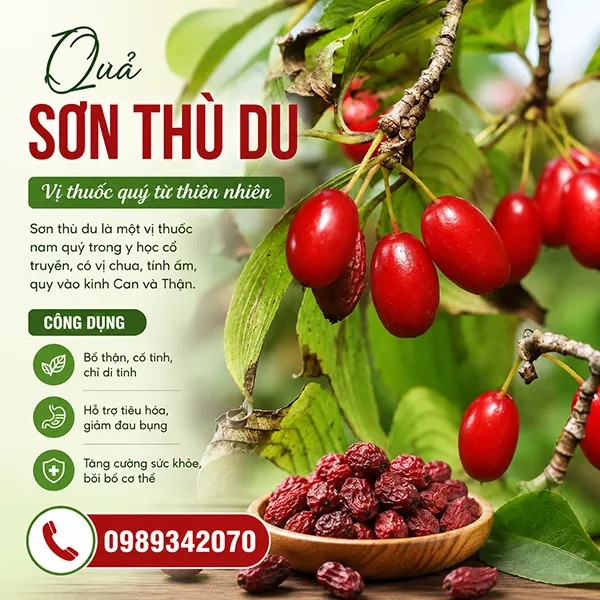 Sơn Thù Du Vị Thuốc Bổ Thận Tráng Dương Hàng Đầu Bảng