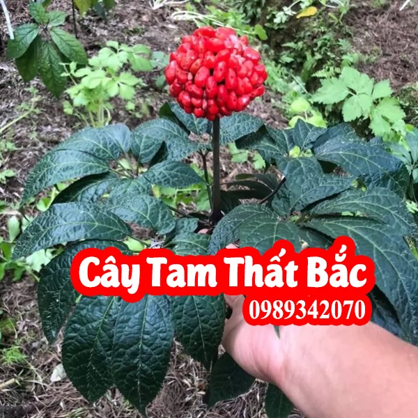 Tam thất Bắc hay Kim bất hoán mua củ tam thất ở đâu tốt