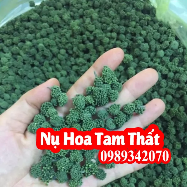 Nụ tam thất bao tử Hòa Bình loại xanh non hạng 1