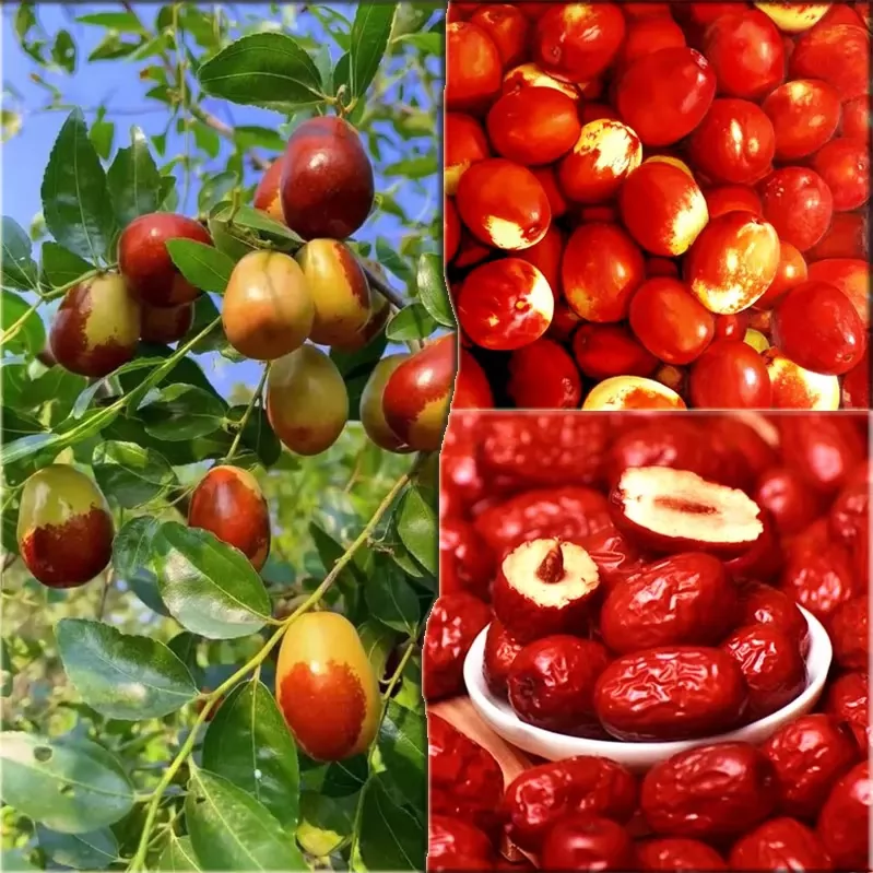 Táo đỏ bồi bổ sức khoẻ, giúp ngủ ngon và mua ở đâu tốt
