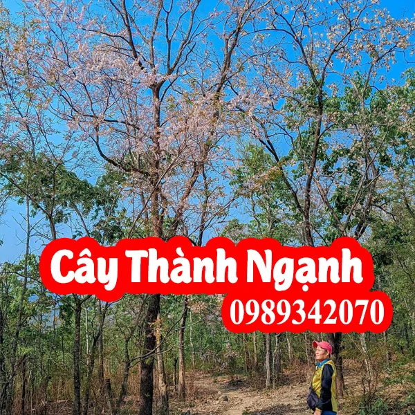 Cây thành ngạnh (cây đỏ ngọn) Có Tác Dụng Là Gì và Mua Ở Đâu