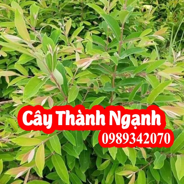 Cây thành ngạnh (cây đỏ ngọn) Có Tác Dụng Là Gì và Mua Ở Đâu