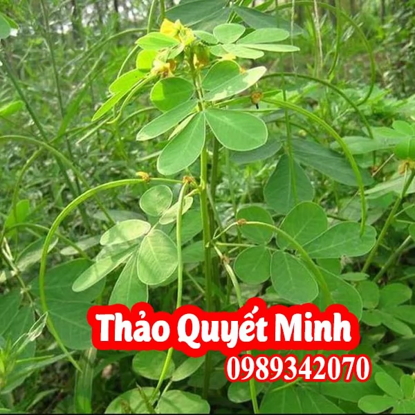 Thảo quyết minh (Hạt muồng muồng) Có Tác Dụng Gì Và Mua Ở Đâu