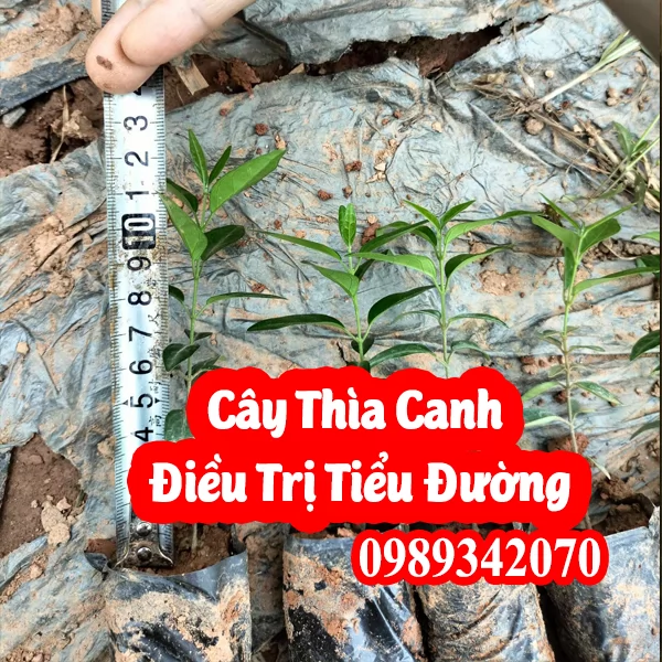 Mua Dây Thìa Canh Khô Ở Đâu Uy Tín? Giải Pháp Cho Người Đường Huyết Cao & Bảng Giá Mới Nhất