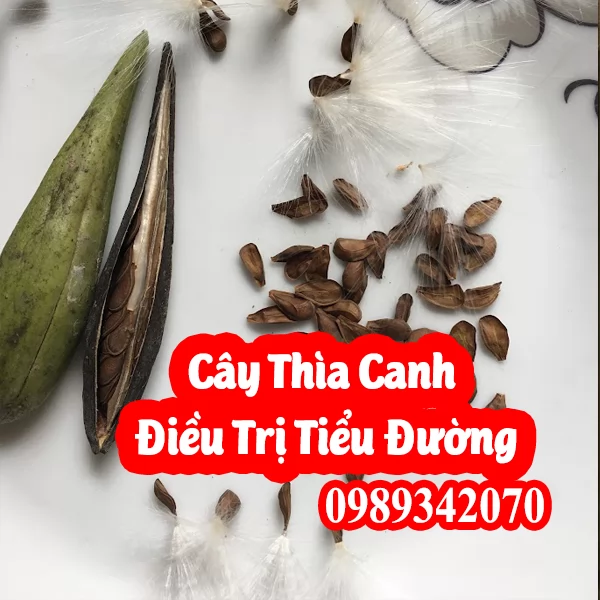 Mua Dây Thìa Canh Khô Ở Đâu Uy Tín? Giải Pháp Cho Người Đường Huyết Cao & Bảng Giá Mới Nhất