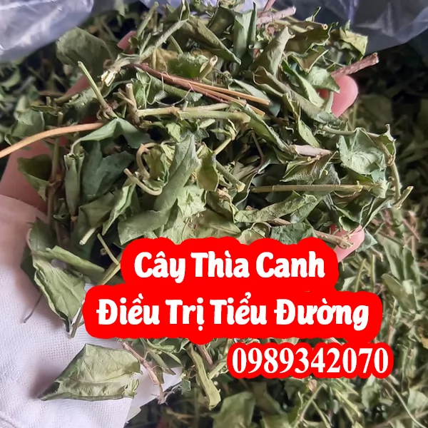 Mua Dây Thìa Canh Khô Ở Đâu Uy Tín? Giải Pháp Cho Người Đường Huyết Cao & Bảng Giá Mới Nhất