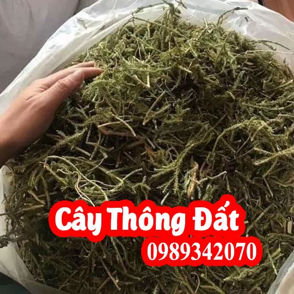 Cây Thông Đất Mua Ở Đâu Và Có Công Dụng Gì