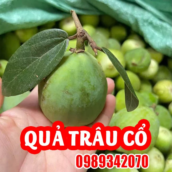 Công Dụng Của Quả Trâu Cổ Và Hướng Dẫn Sử Dụng 
