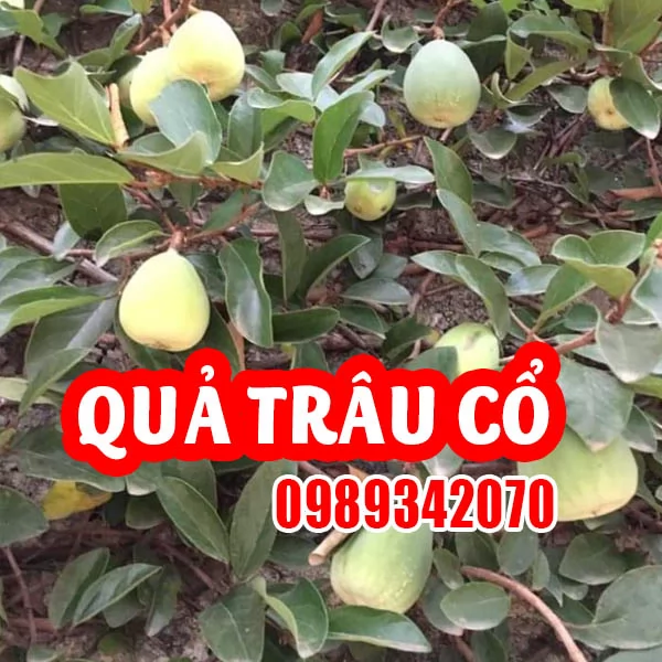 Công Dụng Của Quả Trâu Cổ Và Hướng Dẫn Sử Dụng 