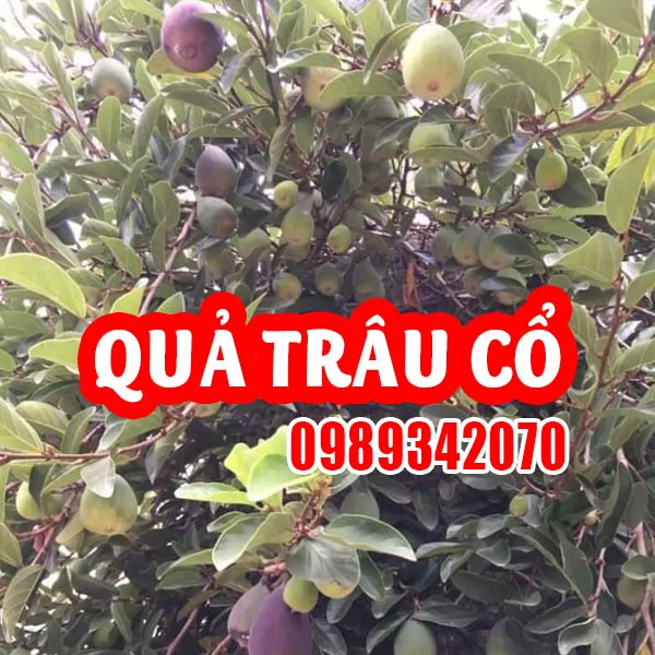 Công Dụng Của Quả Trâu Cổ Và Hướng Dẫn Sử Dụng 
