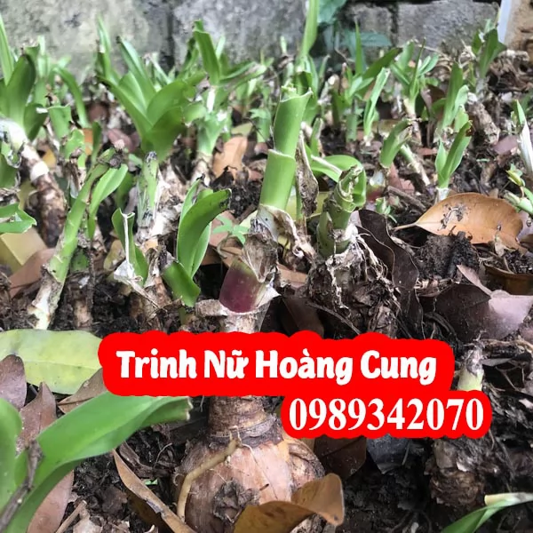 Công Dụng Cây Trinh Nữ Hoàng Cung Và Mua Ở Đâu