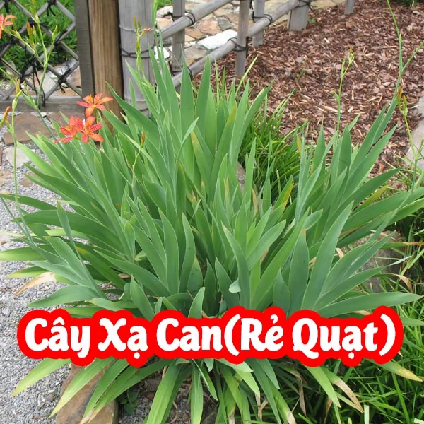 Tác Dụng Củ Xạ Can Là Gì Và Mua Ở Đâu Uy Tín