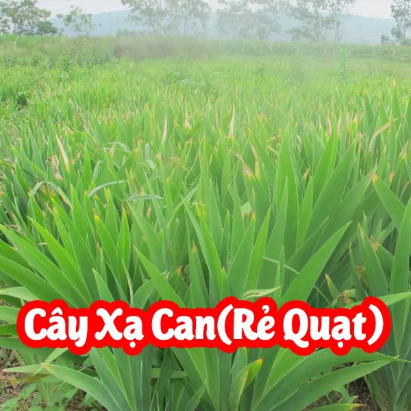 Tác Dụng Củ Xạ Can Là Gì Và Mua Ở Đâu Uy Tín