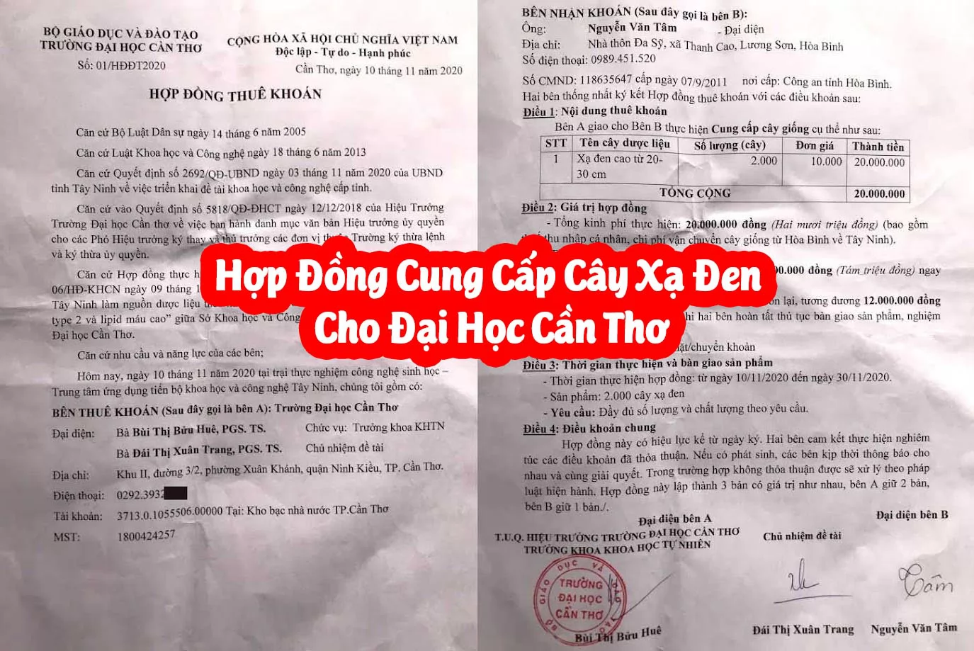 Mua Cây Xạ Đen Hoà Bình Ở Đâu Và Hướng Dẫn Sử Dụng Cách Dùng