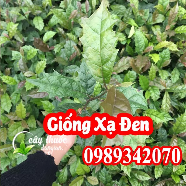 Mua Cây Xạ Đen Hoà Bình Ở Đâu Và Hướng Dẫn Sử Dụng Cách Dùng