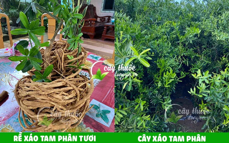 cây xáo tam phân