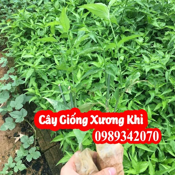 Mua Cây Xương Khỉ (Bìm Bịp) Ở Đâu Uy Tín? Công Dụng Cho Xương Khớp, Người có khối u & Bảng Giá Mới Nhất